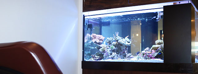 スペシャルスパ水槽